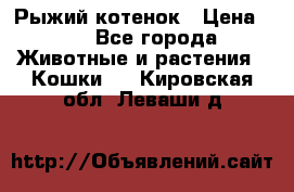 Рыжий котенок › Цена ­ 1 - Все города Животные и растения » Кошки   . Кировская обл.,Леваши д.